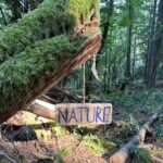 🌿✨ Curious about Forest Bathing? ✨🌿