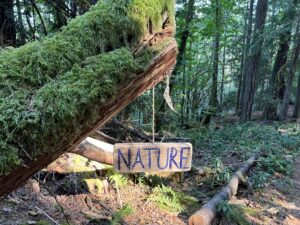 🌿✨ Curious about Forest Bathing? ✨🌿