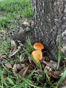 Let’s Talk About Orange Peels. 🍊