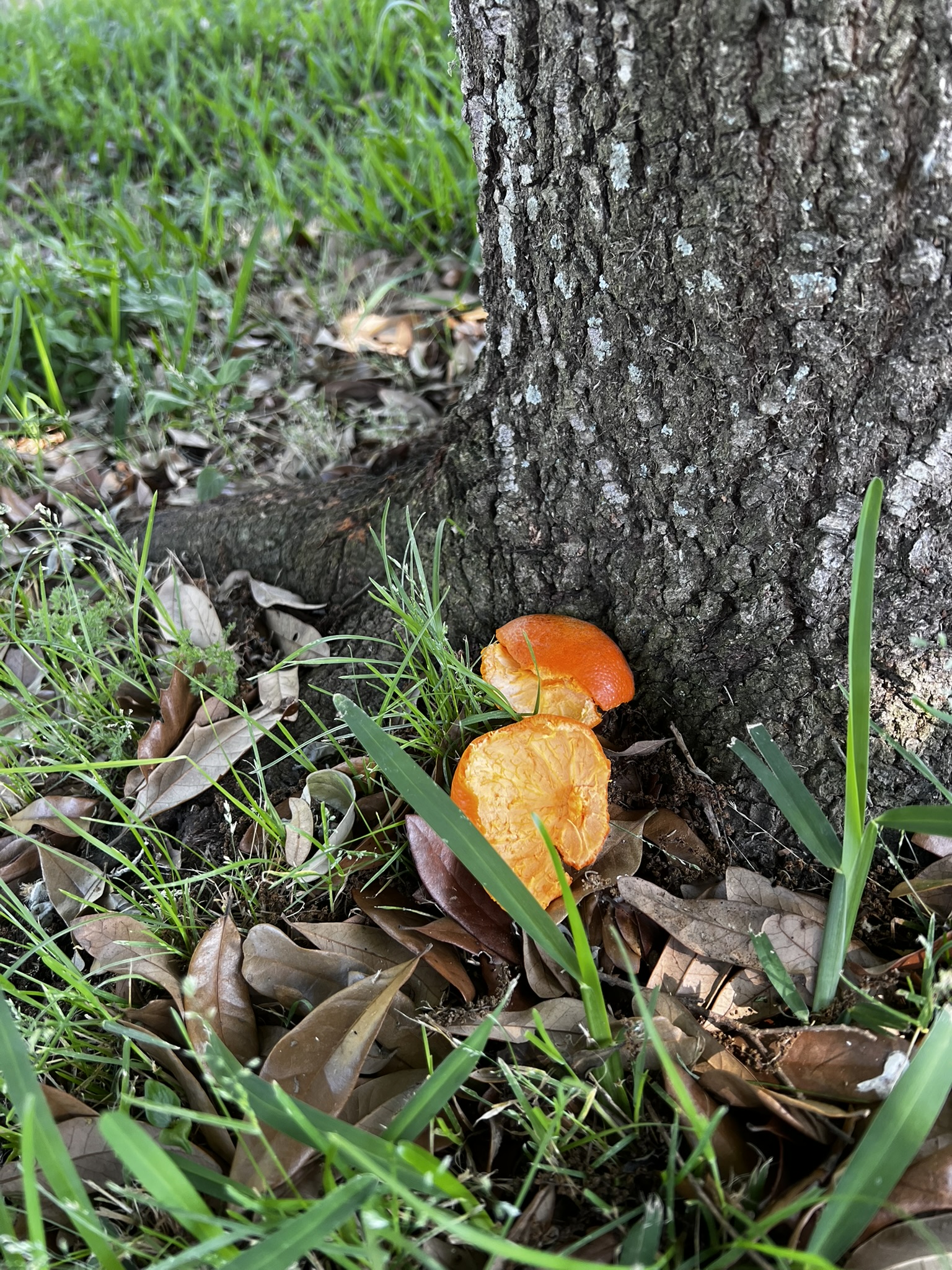 Let’s Talk About Orange Peels. 🍊